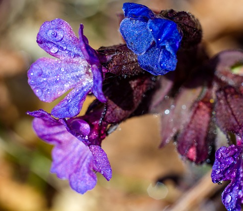 Pulmonaria angustifolia ‘Blaues Meer’ - Longkruid