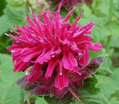 Monarda ‘Marshall’s Delight’ - Bergamotplant