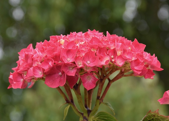 Hydrangea macrophylla ‘Hi Fire’ - Boerenhortensia