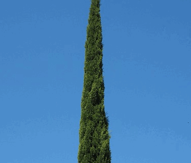 Cupressus sempervirens ‘Totem’ - Italiaanse cypres