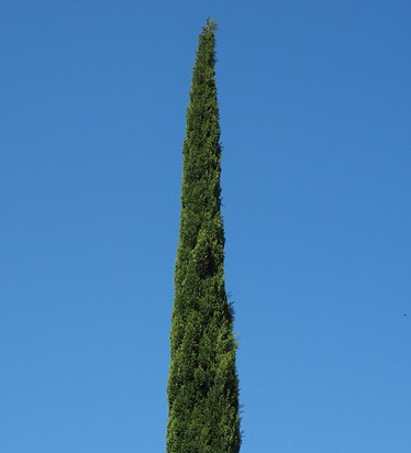 Cupressus sempervirens ‘Totem’ - Italiaanse cypres