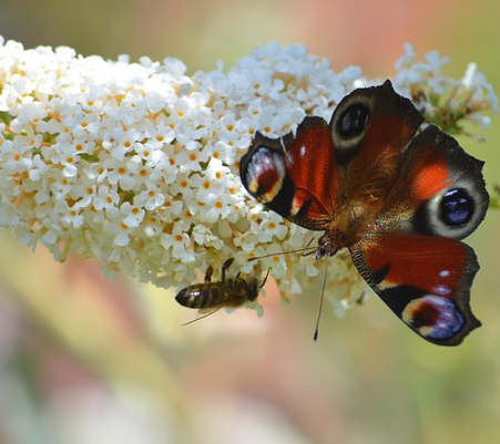 Buddleja Butterfly ‘Candy Festival’ - Dwergvlinderstruik