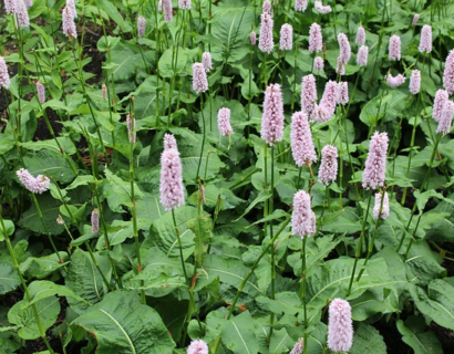 Persicaria affinis ‘Donald Lowndes’ - Duizendknoop