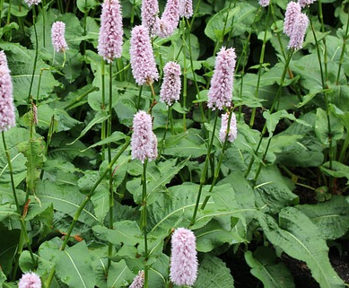 Persicaria affinis ‘Donald Lowndes’ - Duizendknoop