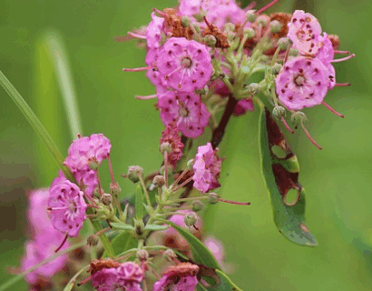 Kalmia latifolia ‘Ginkona’ - Lepelboom