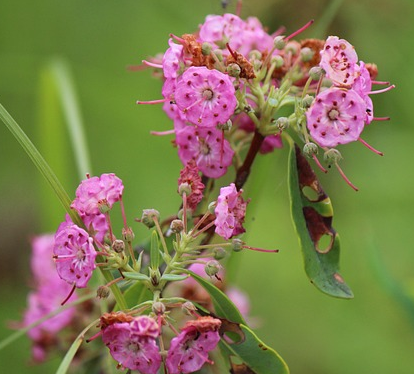 Kalmia latifolia ‘Ginkona’ - Lepelboom