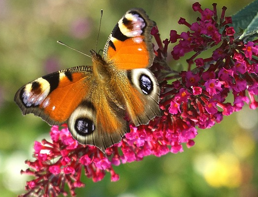 Buddleja Butterfly ‘Candy Little Cerise’ - Dwergvlinderstruik