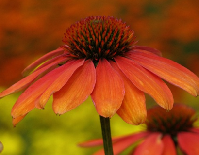 Echinacea ‘Papallo Classic Orange’ - Zonnehoed