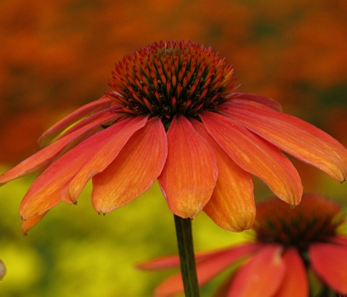 Echinacea ‘Papallo Classic Orange’ - Zonnehoed