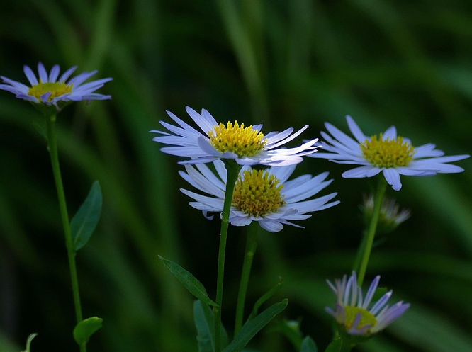 Kalimeris insica ‘Alba’ - Kalimeris