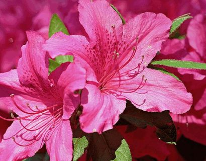 Rhododendron yakushimanum’Kalinka’ - Rododendron