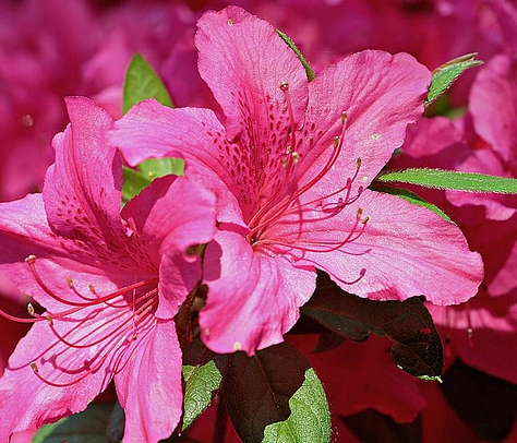 Rhododendron yakushimanum’Kalinka’ - Rododendron