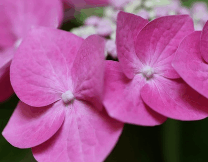 Hydrangea Endless Summer ‘PopStar Pink’ - Hortensia