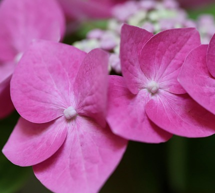 Hydrangea Endless Summer ‘PopStar Pink’ - Hortensia