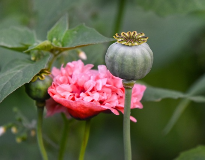 Papaver orientale ‘Fancy Feathers’ - Klaproos