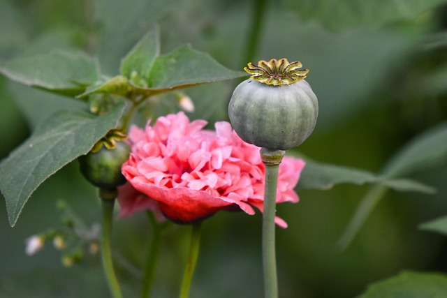 Papaver orientale ‘Fancy Feathers’ - Klaproos