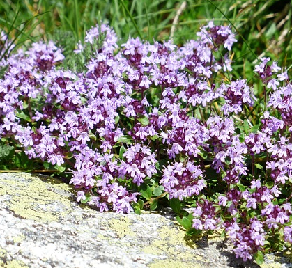 Thymus praecox ‘Elfin’ - Kruiptijm