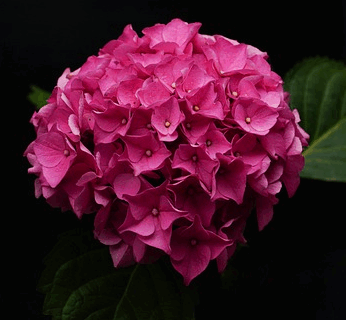 Hydrangea macrophylla ‘Mophead Red’ - Hortensia