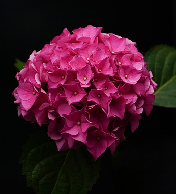 Hydrangea macrophylla ‘Mophead Red’ - Hortensia