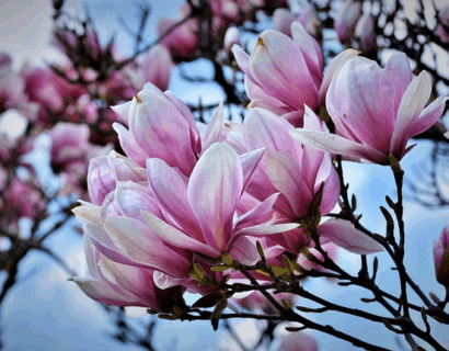 Magnolia denudata ‘Fragrant Cloud’ - Beverboom
