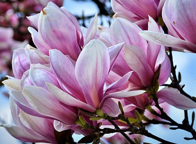 Magnolia denudata ‘Fragrant Cloud’ - Beverboom