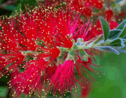 Callistemon citrinus Splendens op stam - Lampenpoetser
