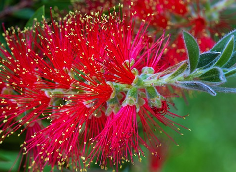 Callistemon citrinus Splendens op stam - Lampenpoetser