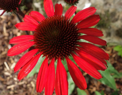 Echinacea purpurea ‘Red Pearl’ - Zonnehoed