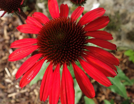 Echinacea purpurea ‘Red Pearl’ - Zonnehoed
