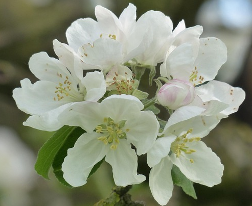 Malus Red Sentinel leivorm - Lei Sierappel