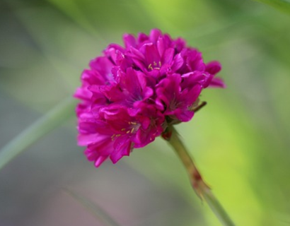 Armeria maritima ‘Abbey Deep Rose’ - Engels gras