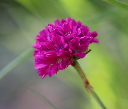 Armeria maritima ‘Abbey Deep Rose’ - Engels gras