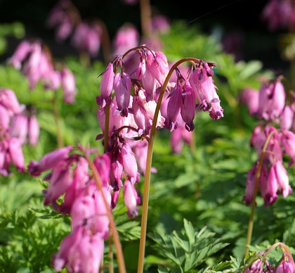 Dicentra ‘Pink Diamonds’ - gebroken hartje