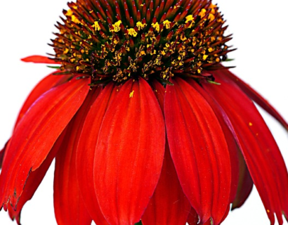 Echinacea Papallo Classic ‘Scarlet On Black’ - Zonnehoed