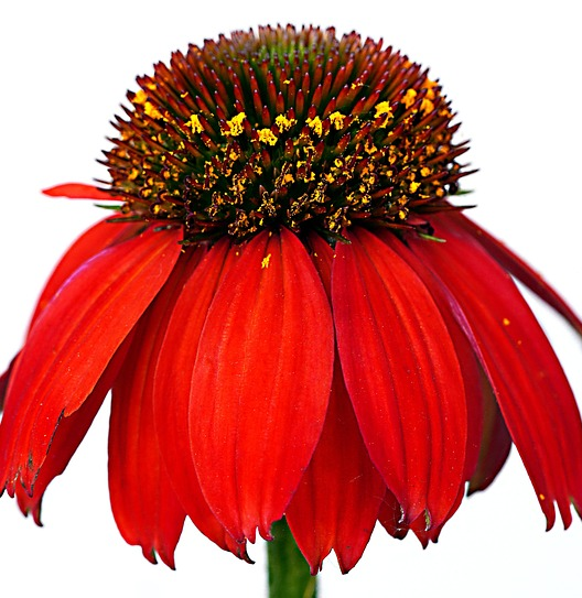 Echinacea Papallo Classic ‘Scarlet On Black’ - Zonnehoed