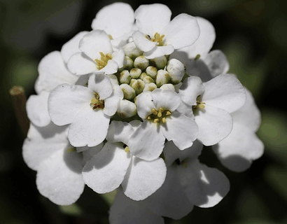 Iberis Sempervirens - Scheefkelk
