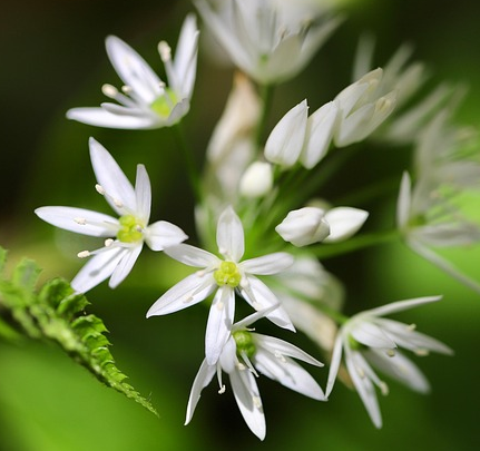 Allium Nigra - sierui