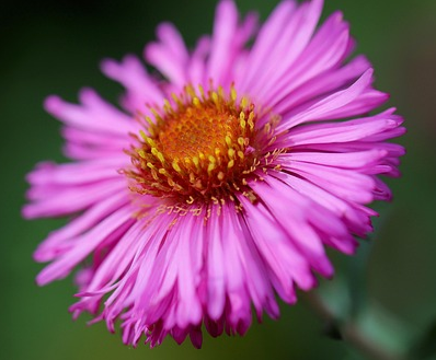 Aster dumosus Rozika - Herfstaster