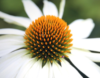 Echinacea Papallo ‘Classic White’ - Zonnehoed