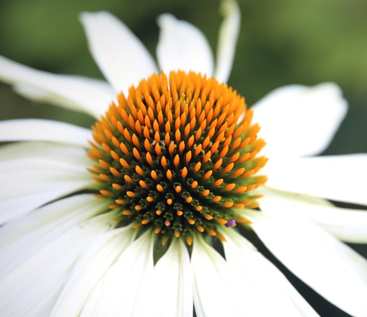Echinacea Papallo ‘Classic White’ - Zonnehoed