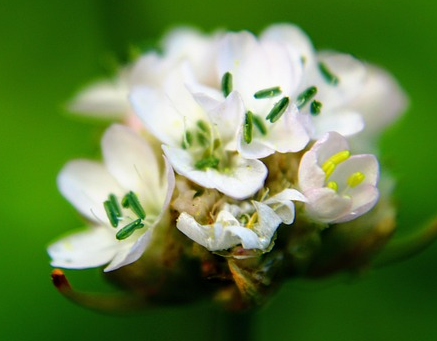 Armeria maritima ‘Abbey White’ - Engels Gras