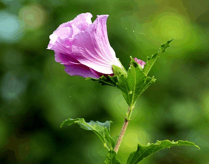Hibiscus syriacus ‘Purple Ruffles’ - Althaeastruik