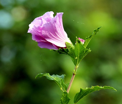 Hibiscus syriacus ‘Purple Ruffles’ - Althaeastruik