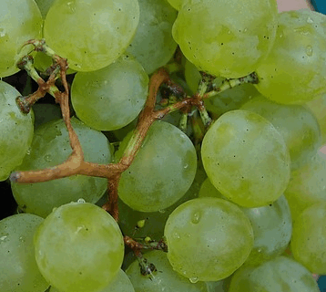 Vitis vinifera ‘Lakemont’ - Druif