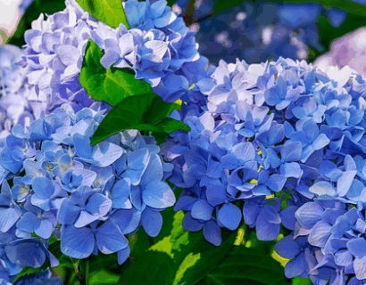Hydrangea Endless Summer ‘Popstar’ - Hortensia