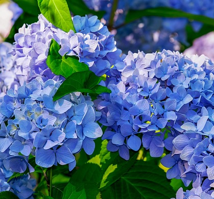 Hydrangea Endless Summer ‘Popstar’ - Hortensia