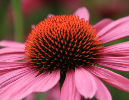 Echinacea Papallo ‘Compact Rose’ - Zonenhoed