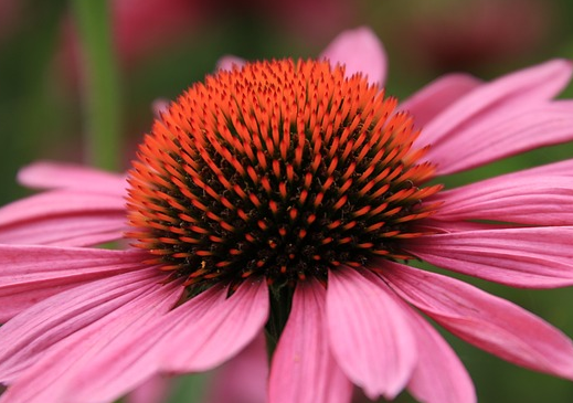Echinacea Papallo ‘Compact Rose’ - Zonenhoed