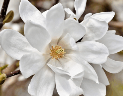 Magnolia ‘Honey Velvet’ - Magnolia