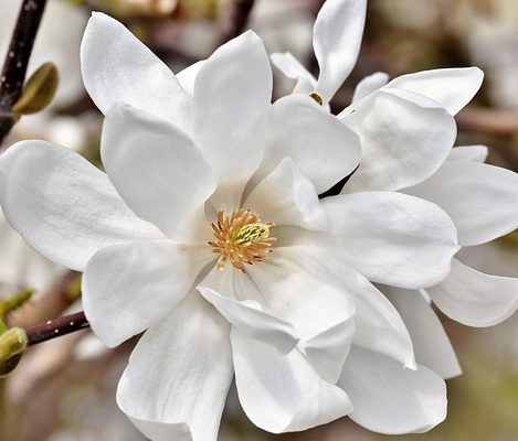 Magnolia ‘Honey Velvet’ - Magnolia
